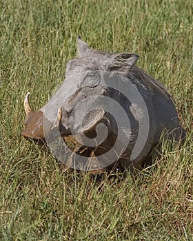 Muddy common warthog Phacochoerus africanus