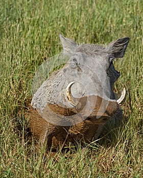 Muddy common warthog Phacochoerus africanus