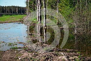 A muddy country road on the edge of the forest in early spring