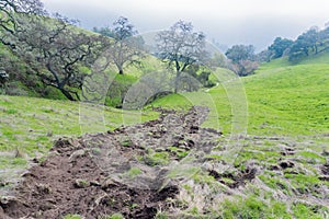 Muddy creek and valley oaks, Sierra Vista Open Space Preserve, California