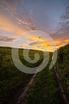 Muddy dirt road heading to the distance next to vine fields in a summer sunset with clouds in nature after rain storm in Hungary