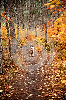 Muddy dog in autumn nature. Dirty labrador retriever with stick in mouth walking on the footpath in the forest.