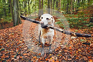 Muddy dog in autumn nature