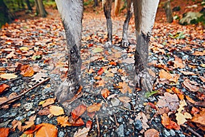 Muddy dog in autumn nature