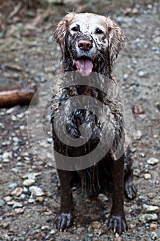 Muddy Dog