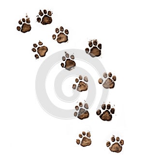 Muddy Dog pawprints Isolated on White photo