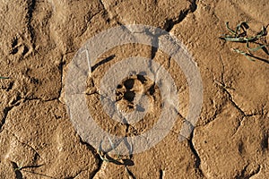 Muddy dog single paw print with copy space. Animal footprints background. Rainy Dirty wet Weather Abstract scenery. Traces of