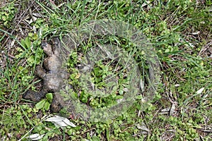 Muddy easter bunny stuffed animal toy