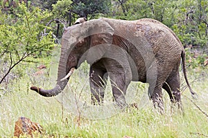 Muddy elephant