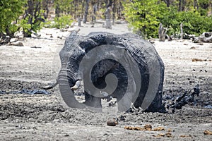 Muddy elephant close up portrait in Botswana, Africa