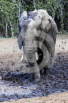 Muddy elephant close up portrait in Botswana, Africa