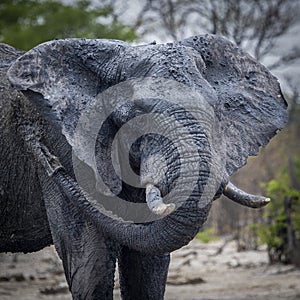 Muddy elephant close up portrait in Botswana, Africa