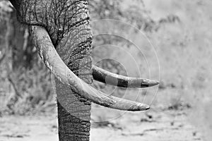 Muddy elephant trunk and tusks close-up artistic black and white photo