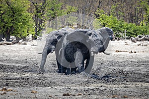 Muddy elephants standing in a muddy waterhole in Botswana, Africa