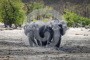 Muddy elephants standing in a muddy waterhole in Botswana, Africa