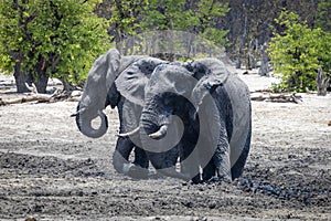 Muddy elephants standing in a muddy waterhole in Botswana, Africa