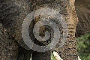 Muddy face of an african elephant