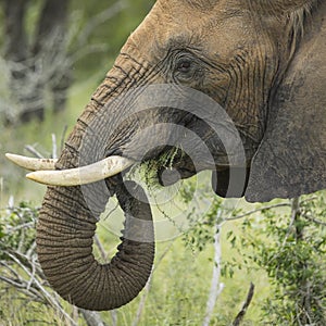 Muddy face of an african elephant