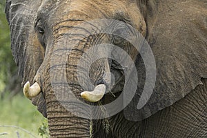 Muddy face of an african elephant