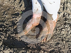Muddy Feet of a Young Woman