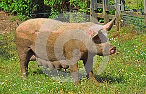 Muddy Female Pig standing on grass.