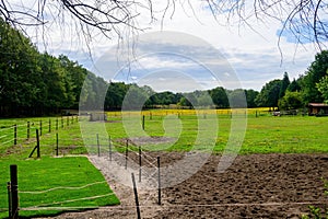 Muddy field in the forest where horses walk in Afferden, Netherlands