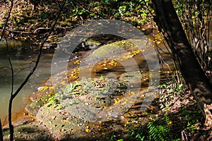 A muddy flowing creek in the forest with yellow and brown autumn leaves floating in the water surrounded by lush green trees photo