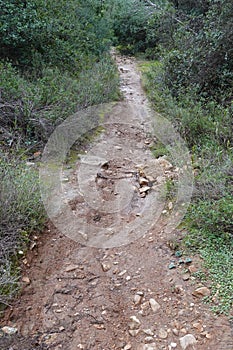 Muddy footpath in the woods