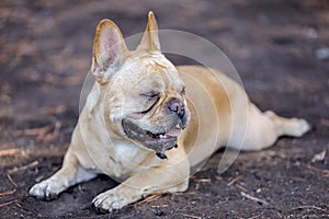 Muddy French Bulldog Male Cooling Down photo