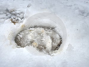 Muddy horse hoof print in slippery snow