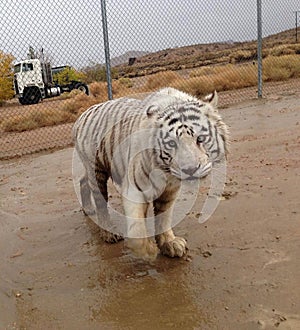 Muddy Katmandu photo