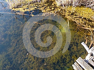 Muddy lake bottom with algae through clear water
