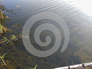 Muddy lake bottom with algae through clear water