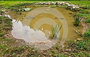 a muddy lake in the forest created for the breeding of frogs and snakes.