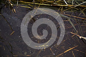 Muddy lake water close up