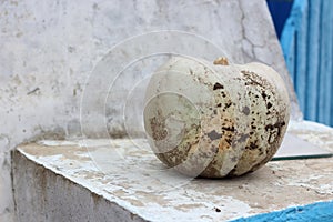 Muddy Lumina pumpkin photo