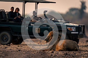 Muddy male lion lies by safari truck