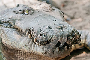 Muddy maw of a hungry crocodile at the mini zoo crocodile farm in Miri.