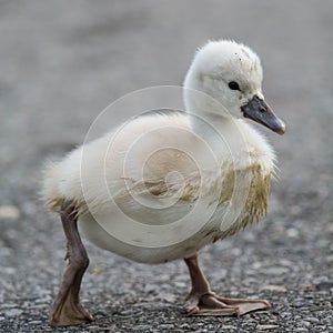 A muddy Mute Swan cygnet walking on a path