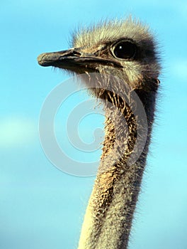 Muddy-necked Ostrich Oudtshoorn