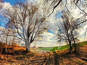 A muddy path leads through a field, flanked by bare trees under a partly cloudy sky