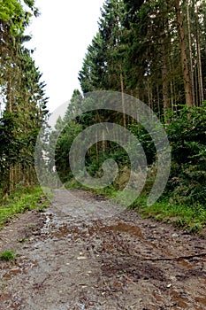A muddy pathway through a forest