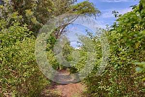 Muddy path with overgrown hedges