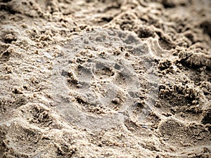 Muddy Paw Prints in the Sand