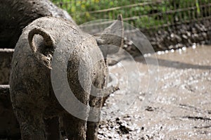 Muddy Pig with Curly Tail Shot from Behind
