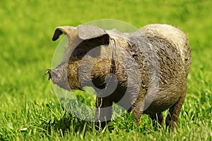 Muddy pig on lawn