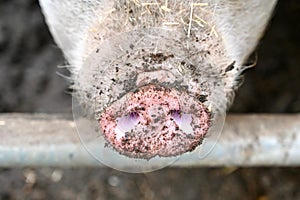 Muddy Pig Snout