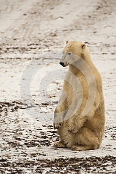 Muddy Polar Bear Sitting Erect photo