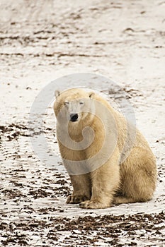 Muddy Polar Bear Squinting. photo