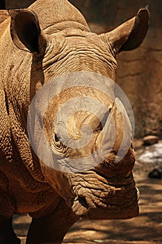 Muddy Rhino in the Afternoon Sun